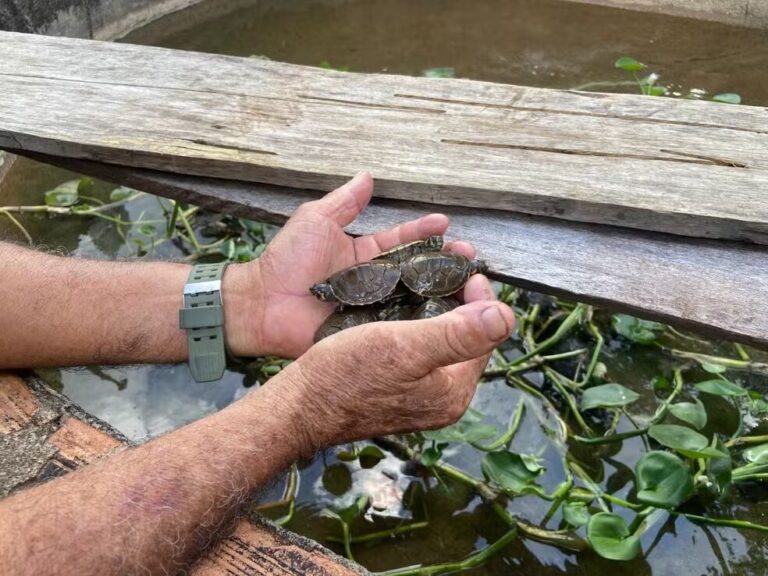 Trabalho comunitário ajuda a preservar tartarugas e tracajás em Oiapoque