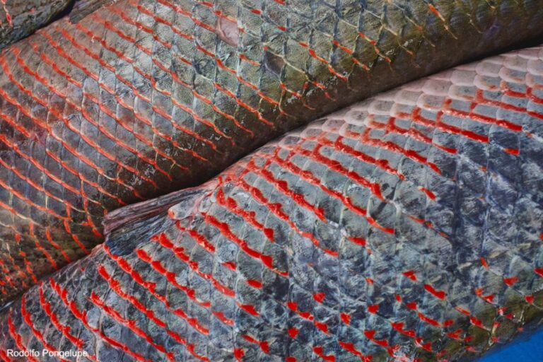 Gygas: aplicativo amazônida dá “CPF” ao pirarucu e garante rastreabilidade