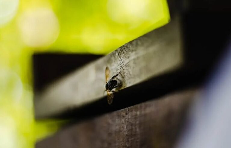 Mel de flor de açaí produzido no Amapá ganha destaque na COP30