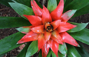 Bromélias da Amazônia: como essas plantas ajudam no ecossistema amazônico? 