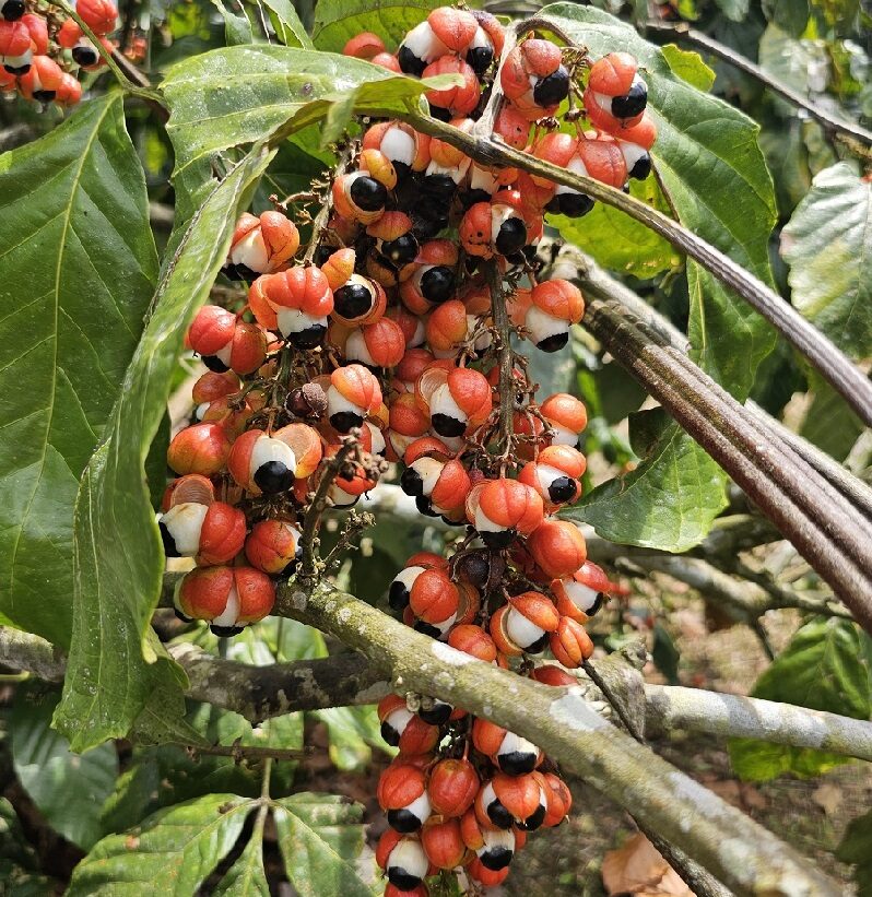 Plantação de guaraná no Campo Experimental da Embrapa em Manaus. Foto: Maria José Tupinambá
