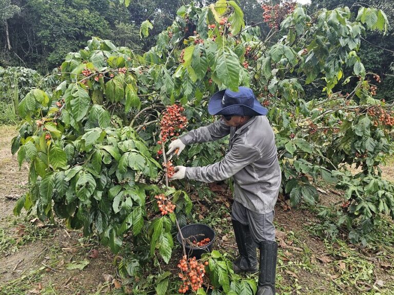Produção de guaraná no Amazonas em 2025 surpreende com alta significativa