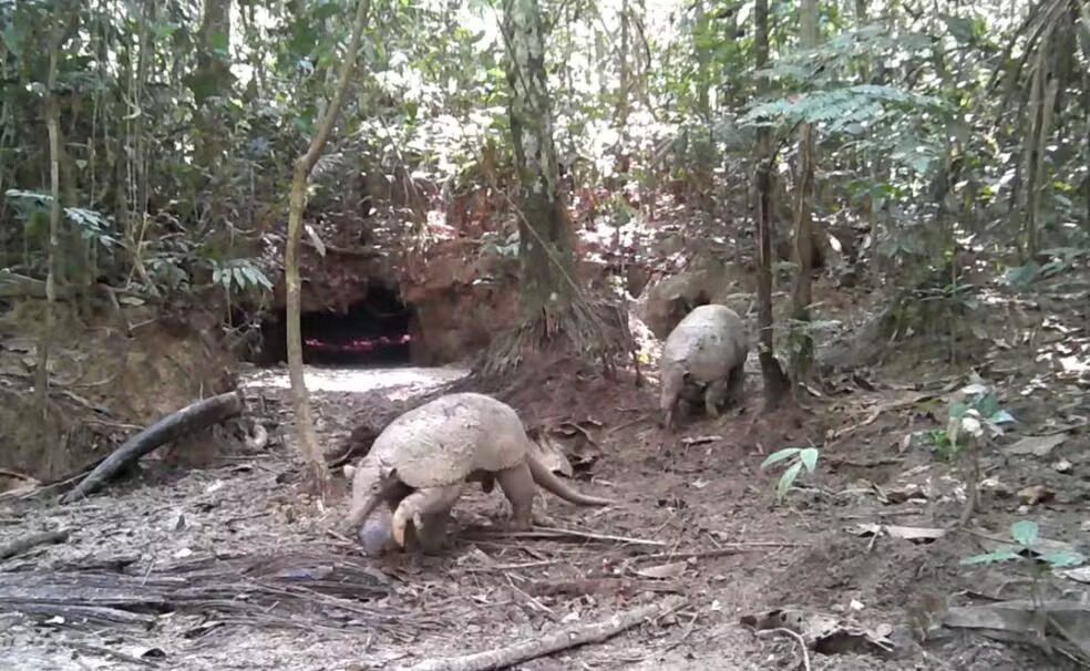 disputa entre tatus em rondônia