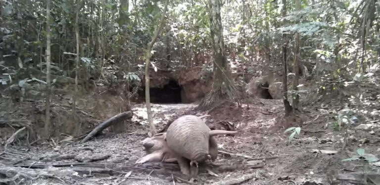 Câmera registra disputa rara entre tatus da maior espécie do mundo em Rondônia