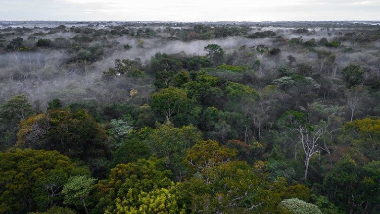Tecnologia de satélite auxilia no monitoramento de 67,5 milhões de hectares da floresta amazônica peruana