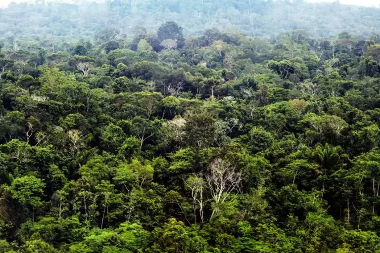 Mudanças no clima da floresta tropical: qual o impacto na Amazônia Legal?