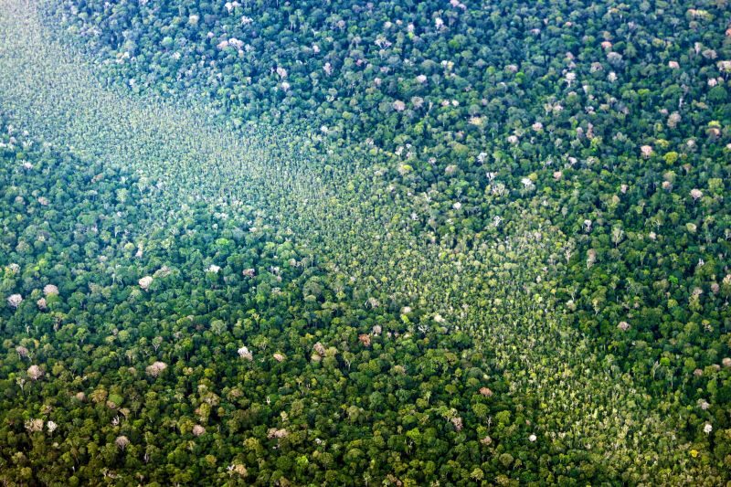 Mudanças no clima da floresta tropical: qual o impacto na Amazônia Legal?