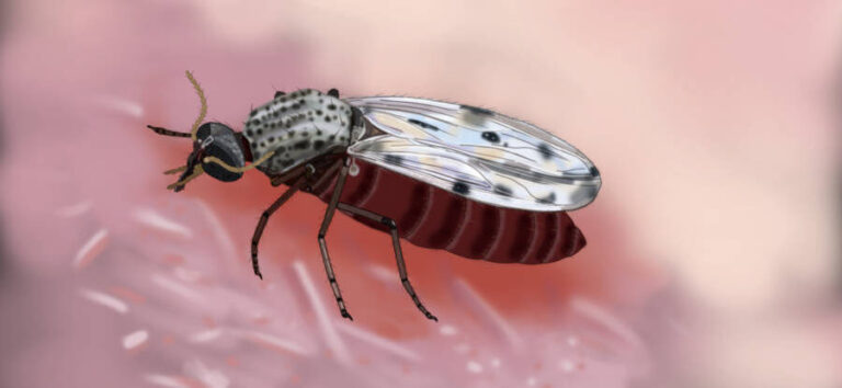 Estudo aponta fatores por trás de expansão de febre Oropouche para fora da Amazônia