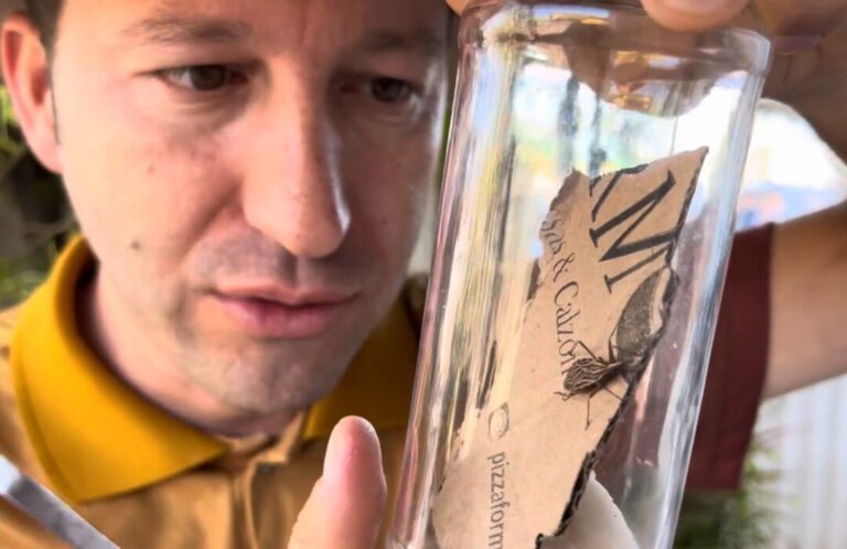 Você conhece o inseto que pode transmitir uma doença perigosa?