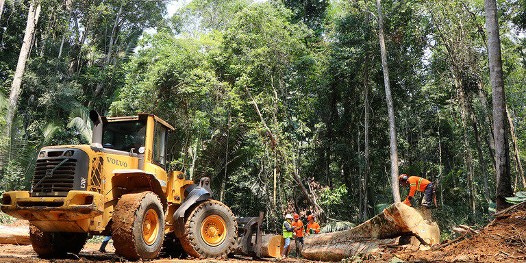 Portal Amazônia responde: o que é o Manejo Florestal Sustentável?