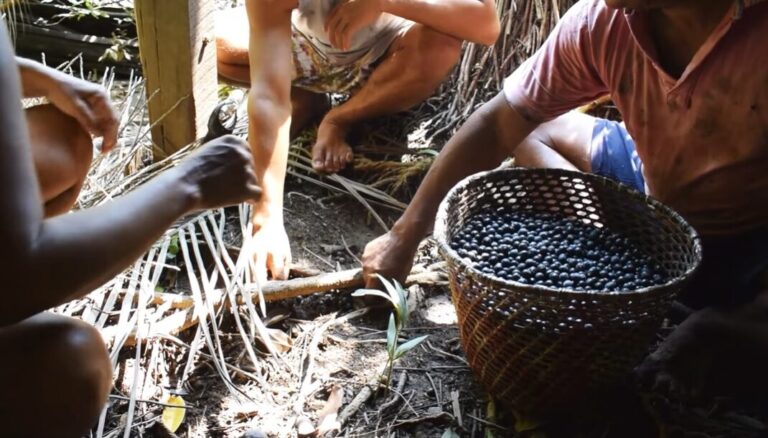 Minidocumentário mostra como o açaí se tornou identidade de ribeirinhos no Pará
