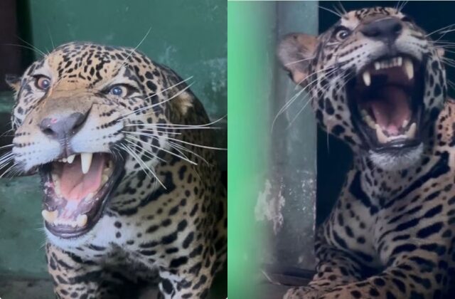 Recuperação: como está a onça resgatada à deriva no Rio Negro?