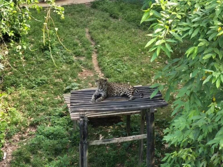 Guardião: onça-pintada do Amazonas está entre os felinos mais velhos em cativeiro no Brasil