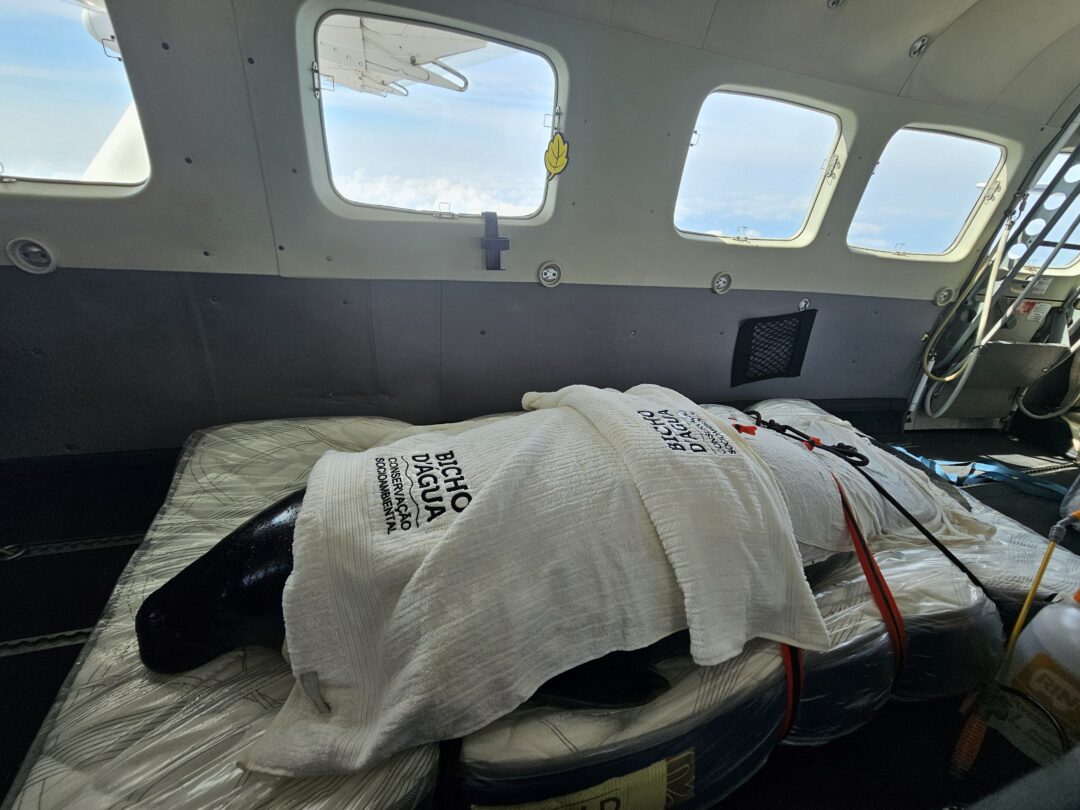 peixe-boi atendido pelo instituto bicho dagua enviado para o recinto omar na ilhya do marajo