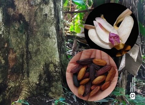 Mudanças climáticas ameaçam espécies amazônicas de alto valor econômico e cultural