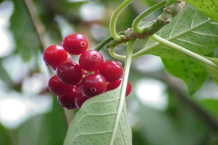 Pesquisadores estudam eficácia de planta amazônica com potencial para novos anticoagulantes