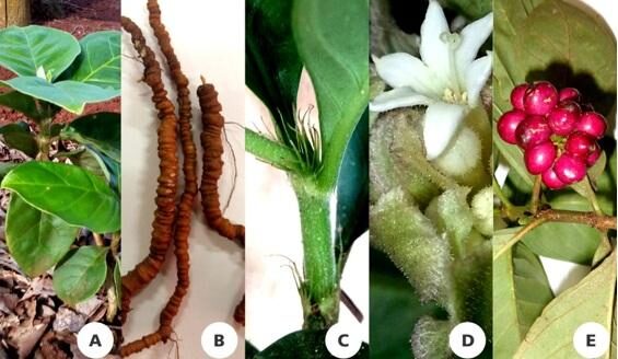 poaia planta amazônica