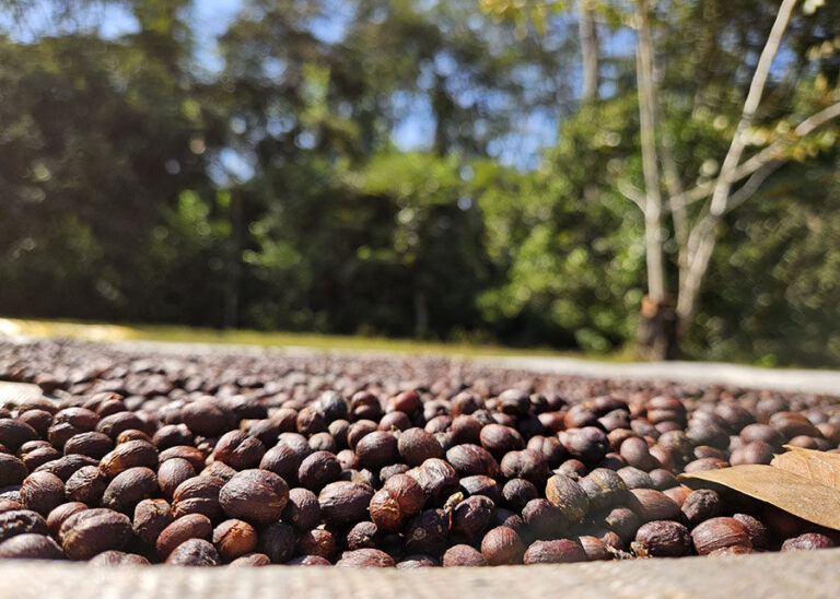 Estudo mostra franco crescimento da cafeicultura nas Matas de Rondônia