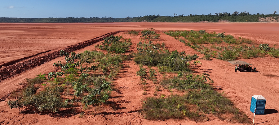 Bioinsumo atende mais de 30 espécies florestais e amplia restauração ecológica