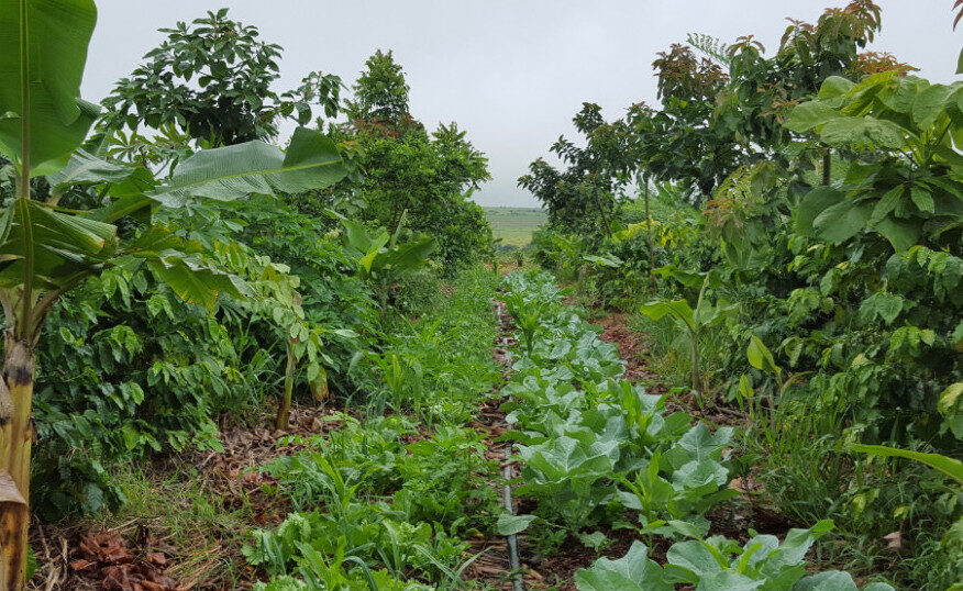 manejo florestal sustentável
