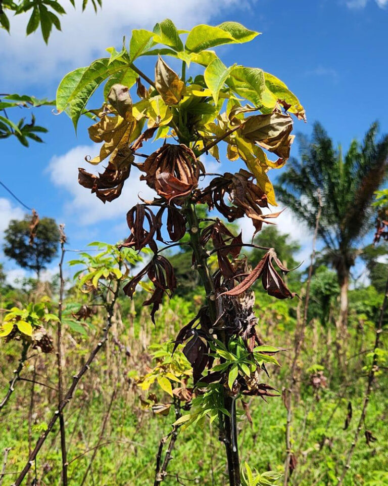 Vassoura-de-bruxa: fungo asiático destrói plantações de mandioca da região Norte