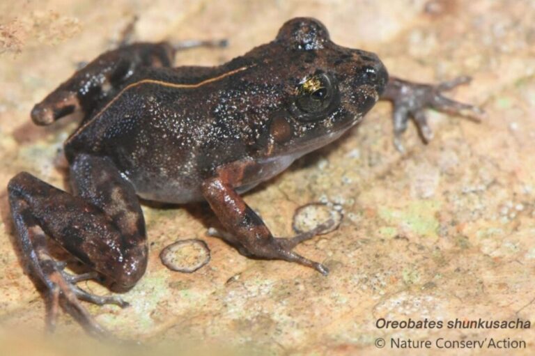 Oreobates shunkusacha: Nova espécie de rã é descoberta no Parque Nacional Cordillera Azul no Peru
