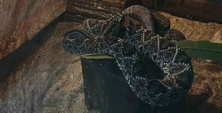 Serpentes lideram acidentes com animais peçonhentos no Amazonas em 2025; saiba como prevenir