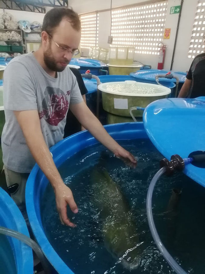 Estudo inédito sobre reprodução do pirarucu utiliza inteligência artificial. 4 251202 IAPirarucu arquivo pessoal vertical pesquisador na pesquisa