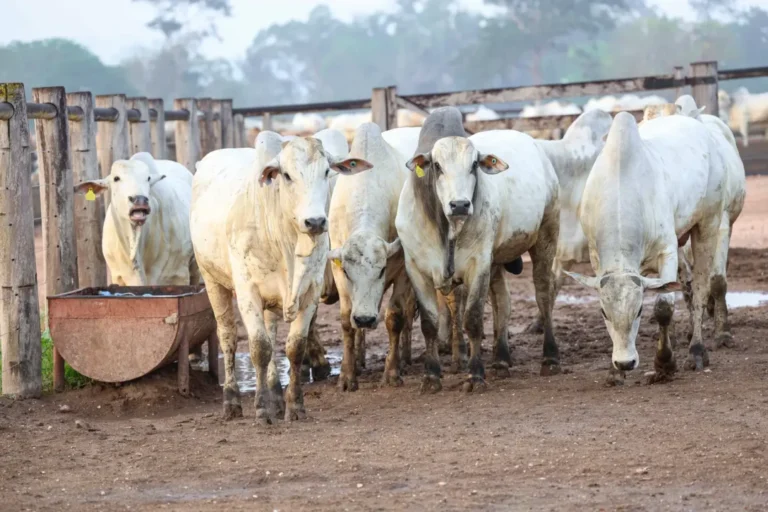 Pará se destaca no cenário agropecuário nacional em 2025