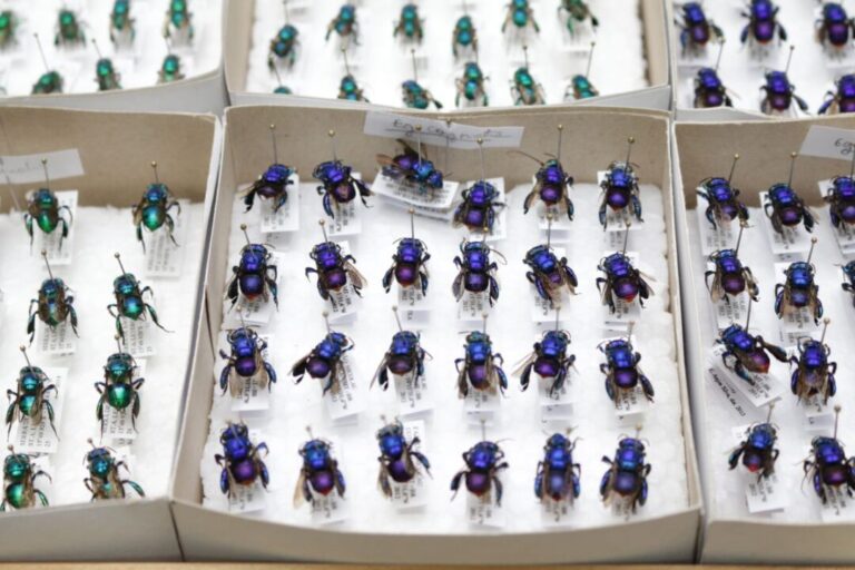 Parceria entre 30 instituições consolida base de dados única sobre abelhas brasileiras