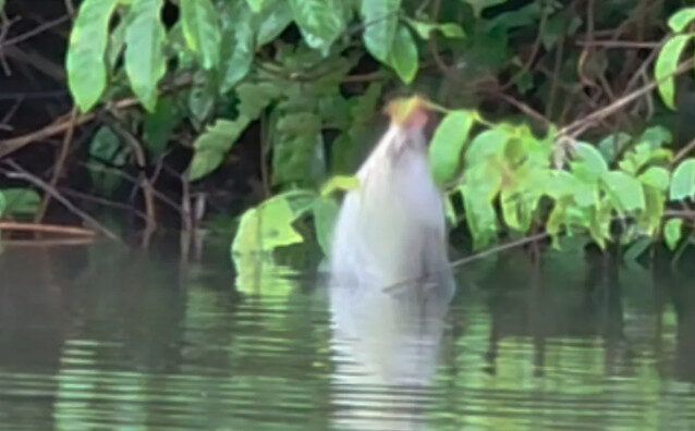 VÍDEO: Pescador de Rondônia flagra peixe pulando para se alimentar no Rio Paxiúba