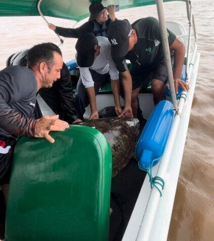 tartaruga de 200 quilos