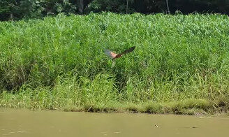 Gavião ajuda pescadores a achar cardumes em lagos do Amazonas; VÍDEO