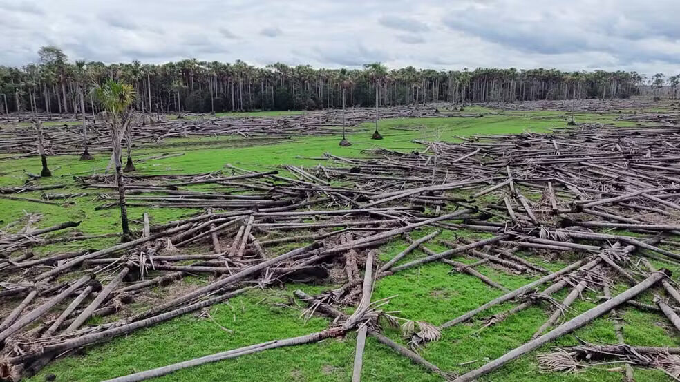 "Cemitério" de buritis em Rondônia