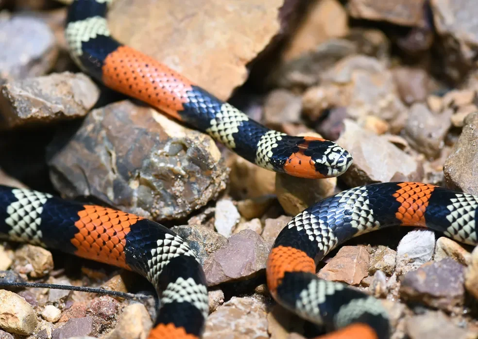 cobra venenosa que causa acidentes 