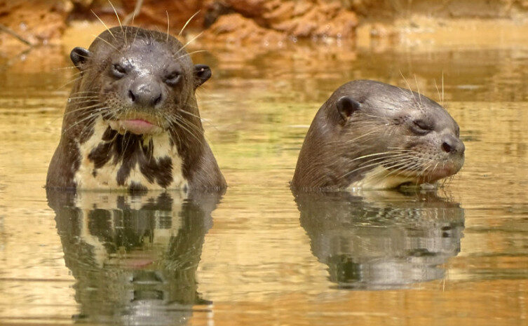 31 ariranhas são registradas no Parque Estadual do Cantão durante monitoramento