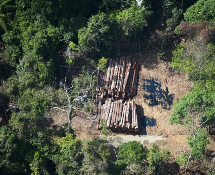 Exploração de madeira