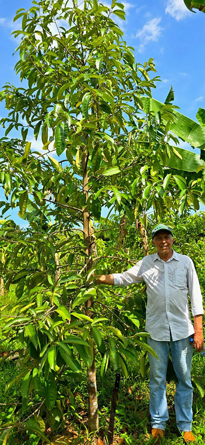 cultivo sustentável do pau-rosa