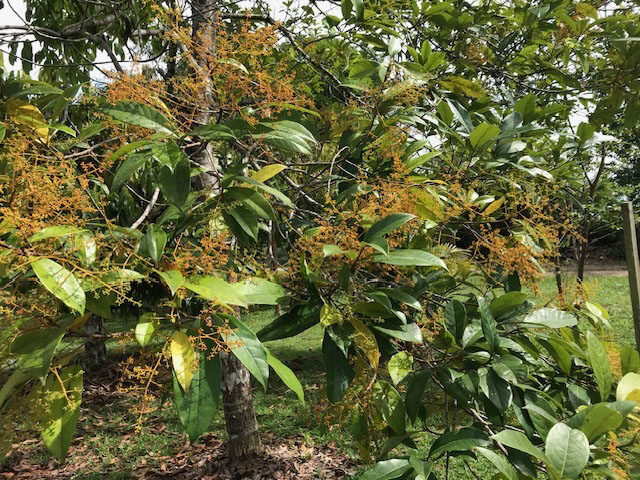 cultivo sustentável do pau-rosa