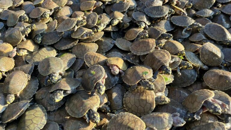 380 mil filhotes de iaçá, tracajá e tartaruga são reintroduzidos na natureza em Carauari