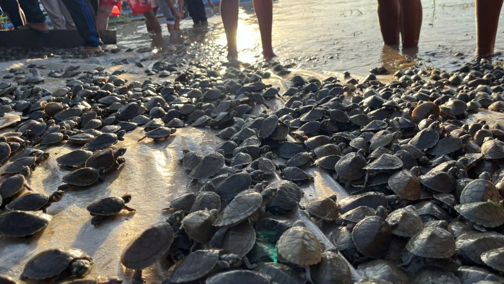 Filhotes de quelônios