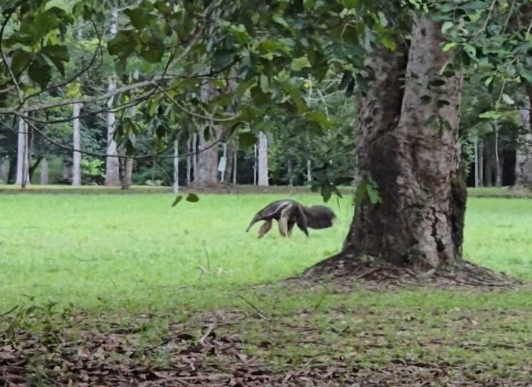 Tamanduá-bandeira aparece no Parque Circuito e SEMA reforça orientações de segurança