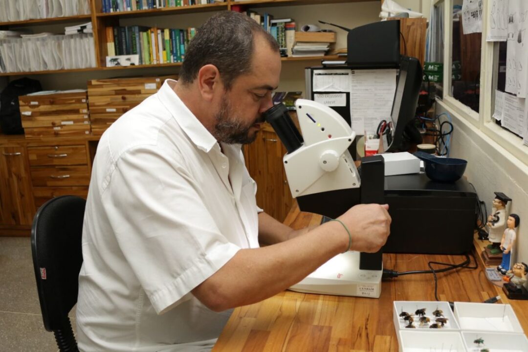 Parceria entre 30 instituições consolida base de dados única sobre abelhas brasileiras