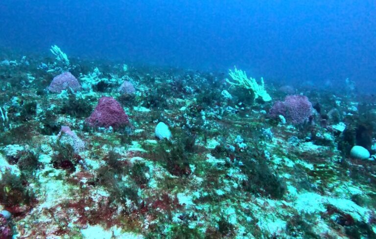 Expedição científica registra megadunas submarinas, cânions e biodiversidade no fundo do mar amazônico  