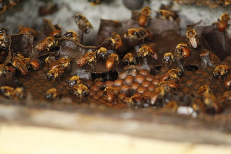 INPI reconhece a Indicação Geográfica de Boa Vista do Ramos para mel