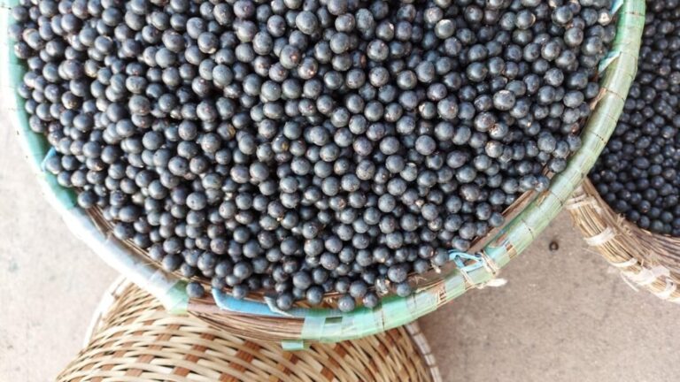 SAFs de açaí são alternativa alimentar para enfrentamento da crise climática