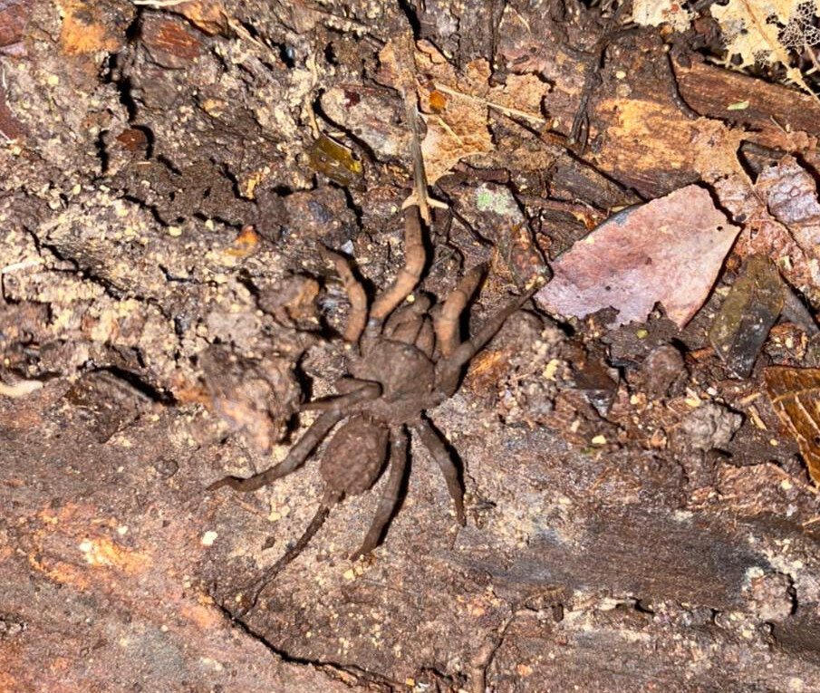 animal que pratica a tanatose