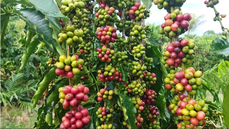 Mato Grosso investe em ciência para fortalecer a produção de café na agricultura familiar