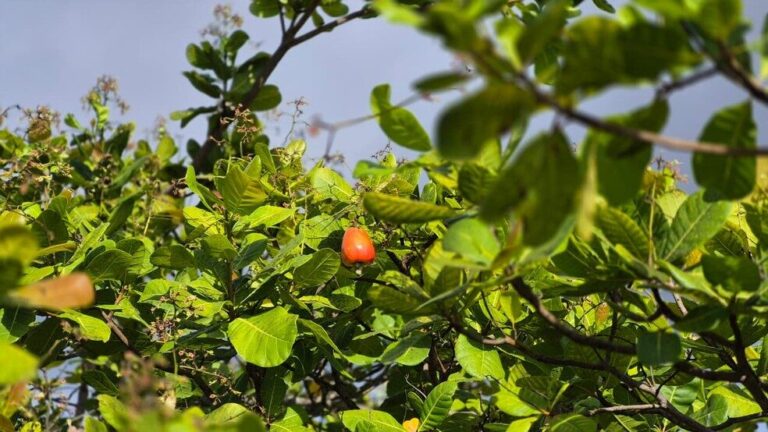 Chegada do verão amazônico marca temporada do caju e fruta toma ruas e lavrado de Roraima