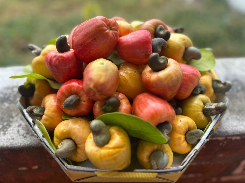 Caju nativo de Roraima